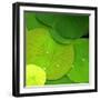 Water Lily-null-Framed Photographic Print