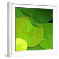 Water Lily-null-Framed Photographic Print