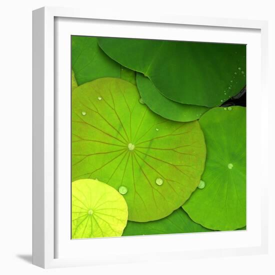 Water Lily-null-Framed Photographic Print