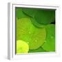 Water Lily-null-Framed Photographic Print