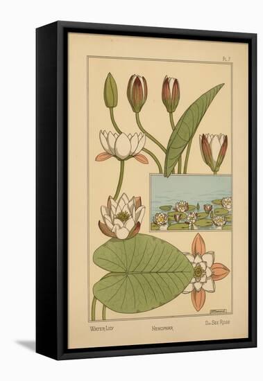 Water-Lily-null-Framed Stretched Canvas