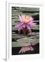 Water Lily-Brenda Petrella Photography LLC-Framed Giclee Print