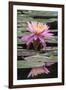 Water Lily-Brenda Petrella Photography LLC-Framed Giclee Print