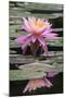 Water Lily-Brenda Petrella Photography LLC-Mounted Giclee Print