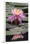 Water Lily-Brenda Petrella Photography LLC-Framed Giclee Print