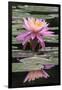 Water Lily-Brenda Petrella Photography LLC-Framed Giclee Print