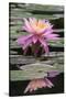 Water Lily-Brenda Petrella Photography LLC-Stretched Canvas