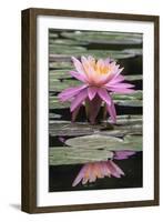 Water Lily-Brenda Petrella Photography LLC-Framed Giclee Print