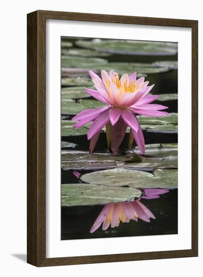 Water Lily-Brenda Petrella Photography LLC-Framed Giclee Print