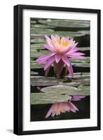 Water Lily-Brenda Petrella Photography LLC-Framed Giclee Print