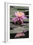 Water Lily-Brenda Petrella Photography LLC-Framed Giclee Print