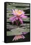 Water Lily-Brenda Petrella Photography LLC-Framed Stretched Canvas