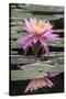 Water Lily-Brenda Petrella Photography LLC-Stretched Canvas