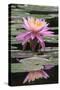 Water Lily-Brenda Petrella Photography LLC-Stretched Canvas