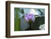 Water lily-Michael Scheufler-Framed Photographic Print