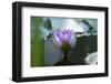 Water lily-Michael Scheufler-Framed Photographic Print