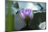 Water lily-Michael Scheufler-Mounted Photographic Print