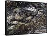 Water Moccasin or Cottonmouth (Agkistrodon Piscivorus), Viperidae-null-Framed Stretched Canvas