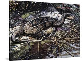 Water Moccasin or Cottonmouth (Agkistrodon Piscivorus), Viperidae-null-Stretched Canvas