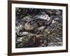 Water Moccasin or Cottonmouth (Agkistrodon Piscivorus), Viperidae-null-Framed Giclee Print