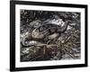 Water Moccasin or Cottonmouth (Agkistrodon Piscivorus), Viperidae-null-Framed Giclee Print