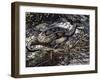 Water Moccasin or Cottonmouth (Agkistrodon Piscivorus), Viperidae-null-Framed Giclee Print