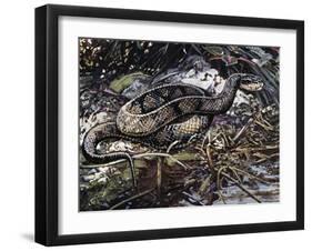Water Moccasin or Cottonmouth (Agkistrodon Piscivorus), Viperidae-null-Framed Giclee Print