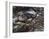 Water Moccasin or Cottonmouth (Agkistrodon Piscivorus), Viperidae-null-Framed Giclee Print