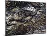 Water Moccasin or Cottonmouth (Agkistrodon Piscivorus), Viperidae-null-Mounted Giclee Print