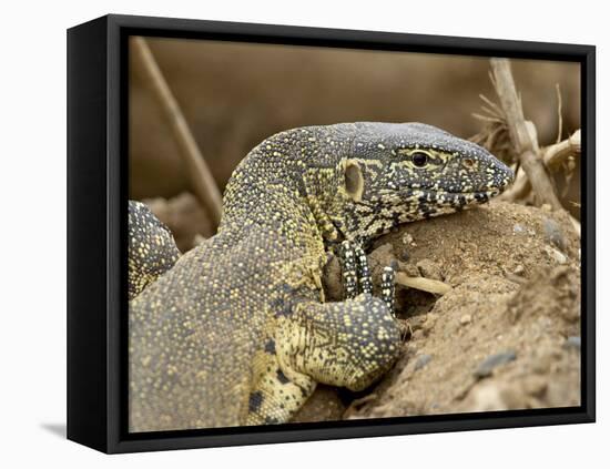 Water Monitor, Kruger National Park, South Africa, Africa-James Hager-Framed Stretched Canvas