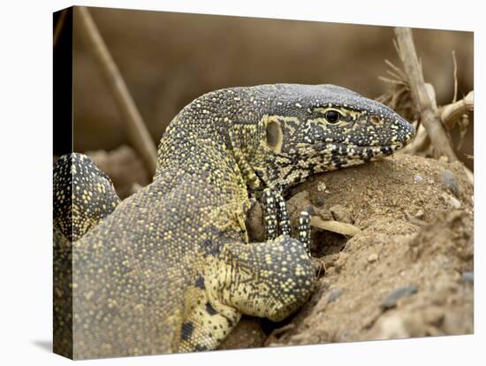 Water Monitor, Kruger National Park, South Africa, Africa-James Hager-Stretched Canvas