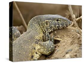 Water Monitor, Kruger National Park, South Africa, Africa-James Hager-Stretched Canvas