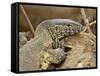 Water Monitor, Kruger National Park, South Africa, Africa-James Hager-Framed Stretched Canvas