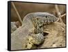 Water Monitor, Kruger National Park, South Africa, Africa-James Hager-Framed Stretched Canvas