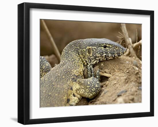 Water Monitor, Kruger National Park, South Africa, Africa-James Hager-Framed Photographic Print