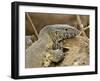 Water Monitor, Kruger National Park, South Africa, Africa-James Hager-Framed Photographic Print