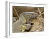 Water Monitor, Kruger National Park, South Africa, Africa-James Hager-Framed Photographic Print