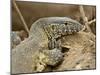 Water Monitor, Kruger National Park, South Africa, Africa-James Hager-Mounted Photographic Print