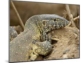 Water Monitor, Kruger National Park, South Africa, Africa-James Hager-Mounted Photographic Print