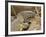 Water Monitor, Kruger National Park, South Africa, Africa-James Hager-Framed Photographic Print