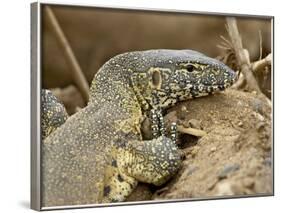 Water Monitor, Kruger National Park, South Africa, Africa-James Hager-Framed Photographic Print