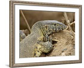 Water Monitor, Kruger National Park, South Africa, Africa-James Hager-Framed Photographic Print