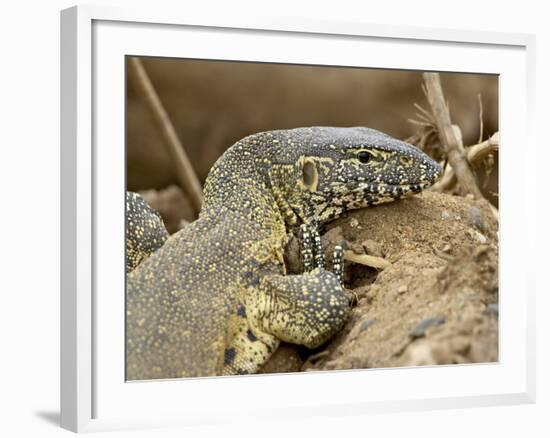 Water Monitor, Kruger National Park, South Africa, Africa-James Hager-Framed Photographic Print