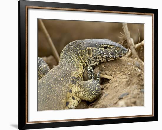 Water Monitor, Kruger National Park, South Africa, Africa-James Hager-Framed Photographic Print