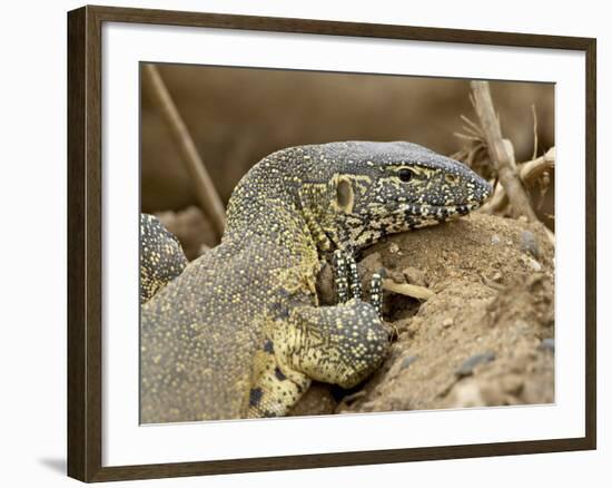 Water Monitor, Kruger National Park, South Africa, Africa-James Hager-Framed Photographic Print