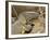 Water Monitor, Kruger National Park, South Africa, Africa-James Hager-Framed Photographic Print