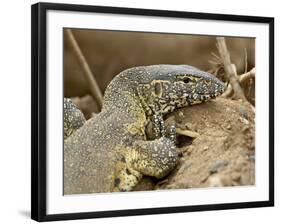 Water Monitor, Kruger National Park, South Africa, Africa-James Hager-Framed Photographic Print