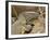 Water Monitor, Kruger National Park, South Africa, Africa-James Hager-Framed Photographic Print