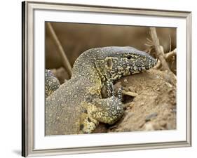 Water Monitor, Kruger National Park, South Africa, Africa-James Hager-Framed Photographic Print