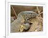 Water Monitor, Kruger National Park, South Africa, Africa-James Hager-Framed Photographic Print